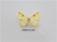 藏品(尺蛾278)的圖片